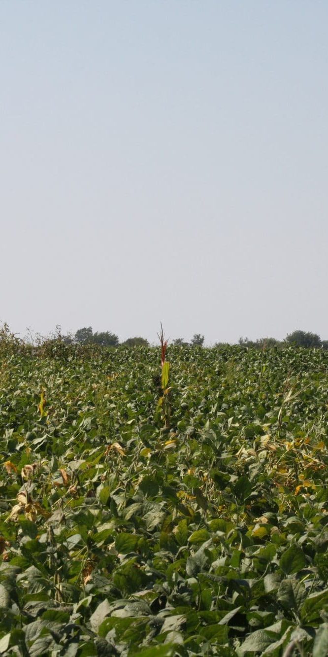 Group of four road bicyclists on the horizon riding past a soybean field on a clear summer day.